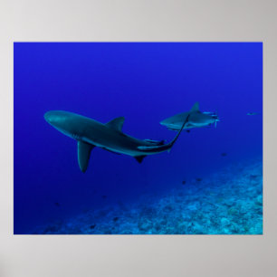 Grey Reef Shark Poster