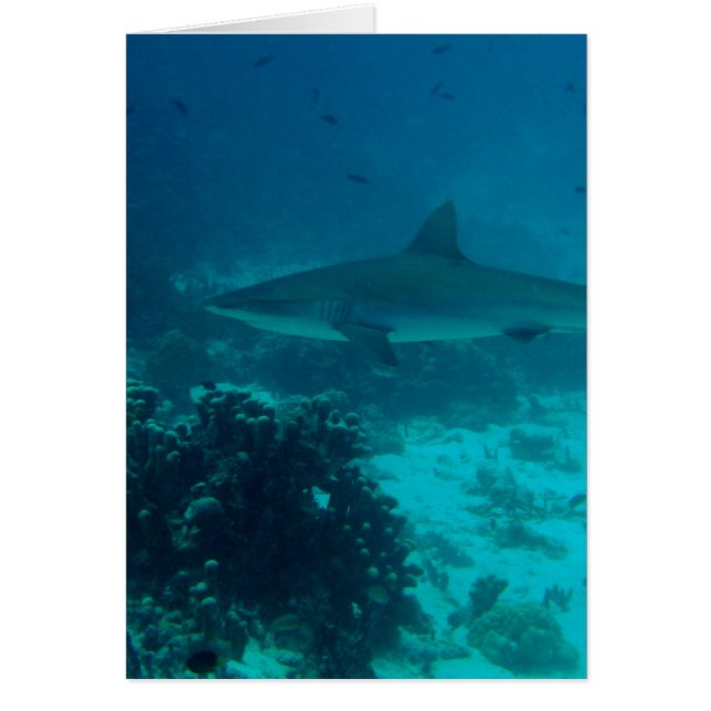 Grey Reef Shark Swimming (Front)