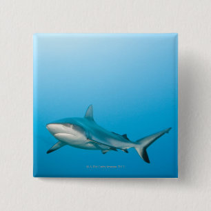 Grey reef sharks (Carcharhinus amblyrhnchos) 15 Cm Square Badge