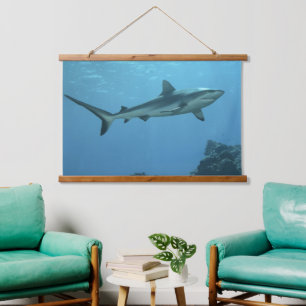 Grey Reefshark at coral reef of Yap Island Hanging Tapestry