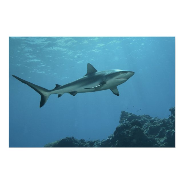 Grey Reefshark at coral reef of Yap Island |  Poster (Front)