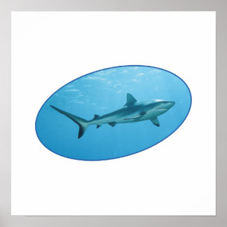 Grey Reefshark, Yap Island - Photographic design | Poster