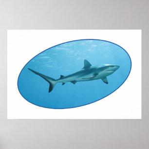 Grey Reefshark, Yap Island - Photographic design   Poster