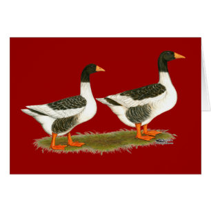 Grey Saddleback Geese
