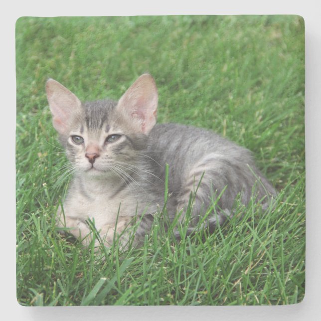 Grey Savannah Cat Square Coaster (Front)