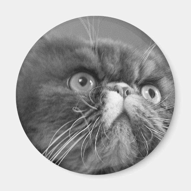 grey scale persian magnet (Front)