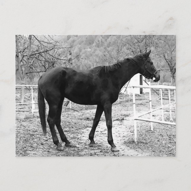Grey Scale Pop Art Horse Postcard (Front)