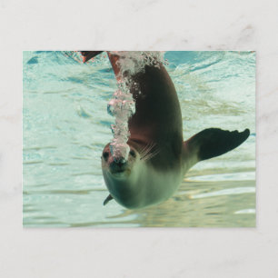 Grey Seal Diving underwater bubbles from nose Postcard