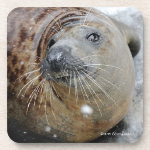 Grey Seal on Ice Coaster