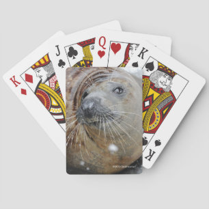 Grey Seal on Ice Playing Cards