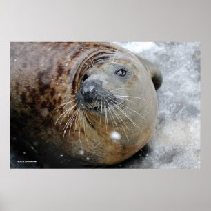 Grey Seal on Ice Poster