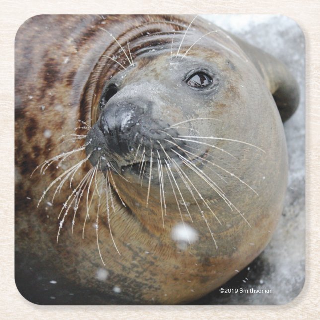 Grey Seal on Ice Square Paper Coaster (Front)