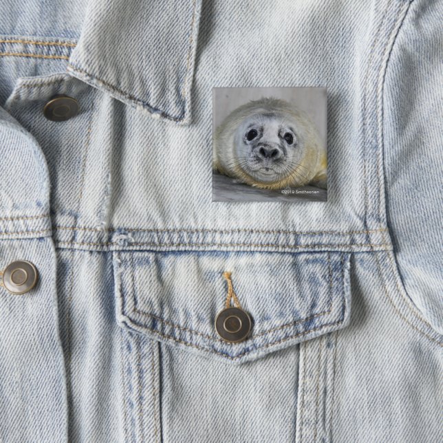 Grey Seal Pup 15 Cm Square Badge (In Situ)