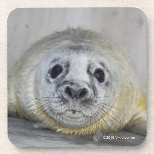 Grey Seal Pup Coaster