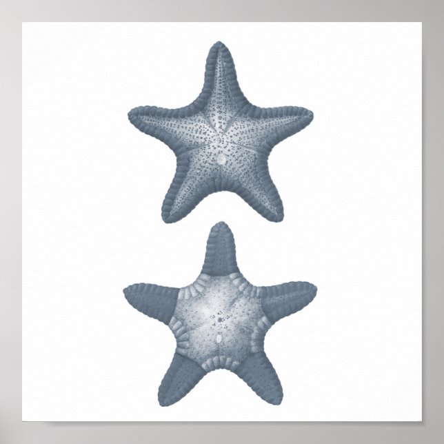 Grey Sealife Group12A print #10 Starfish (Front)