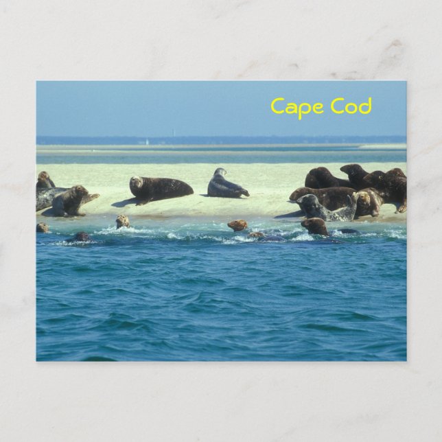 Grey Seals Monomoy, Cape Cod Postcard (Front)