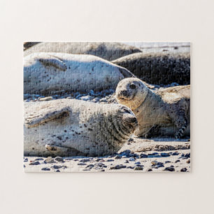 Grey Seals resting, Jigsaw Puzzle