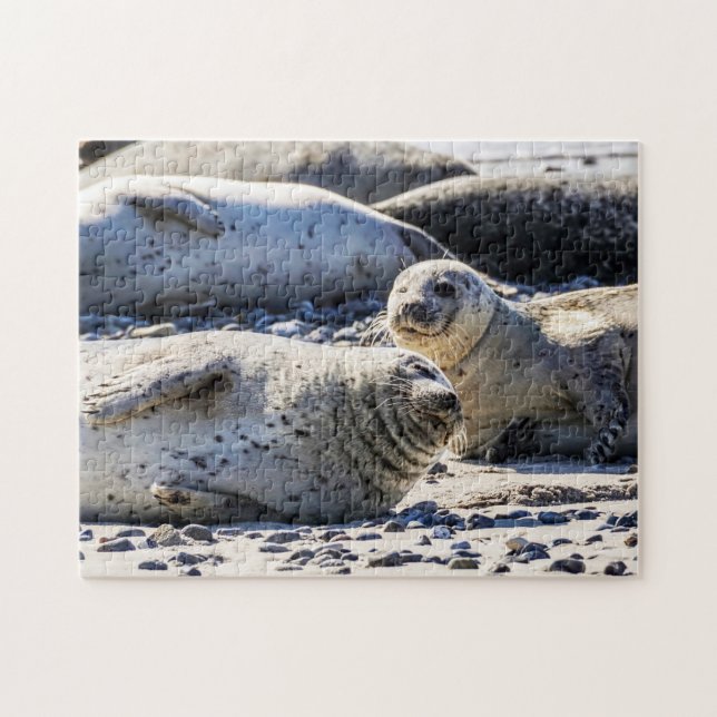 Grey Seals resting, Jigsaw Puzzle (Horizontal)