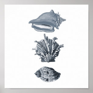 Grey seashells beach decor print #8
