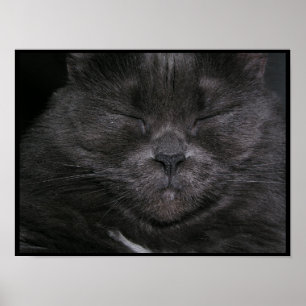 Grey Sleepy Cat Poster