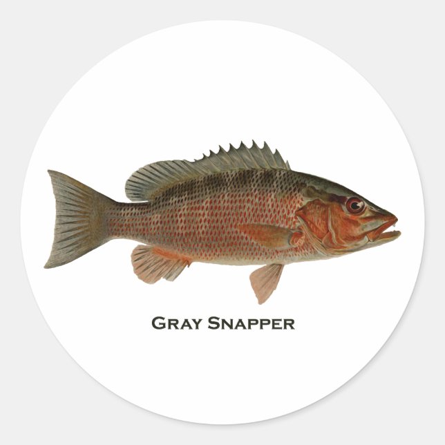 Grey Snapper Logo Classic Round Sticker (Front)