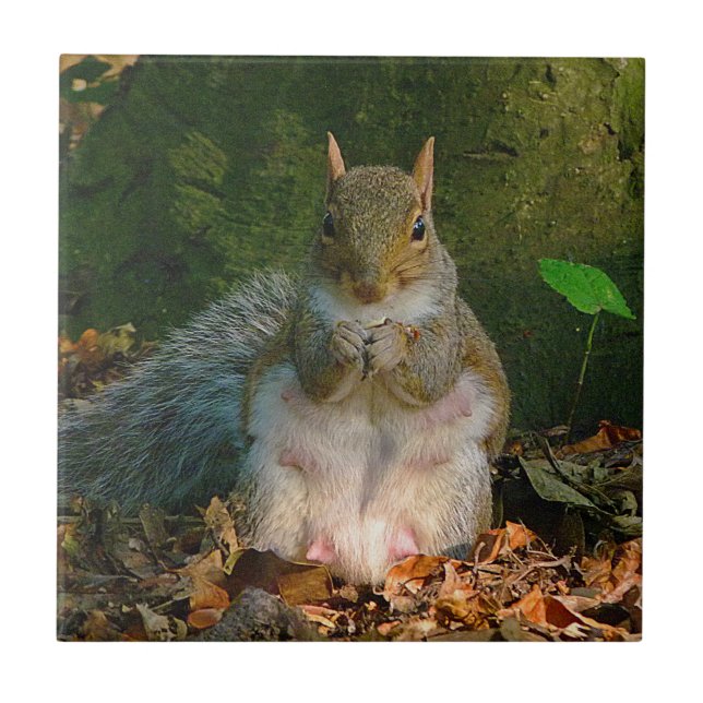 Grey Squirrel 01 Ceramic Tile (Front)