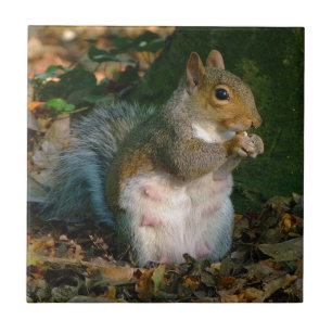 Grey Squirrel 02 Ceramic Tile