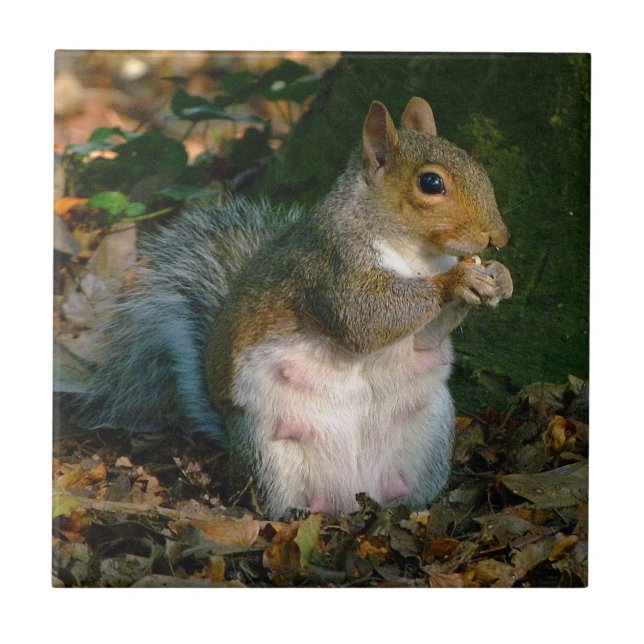 Grey Squirrel 02 Ceramic Tile (Front)