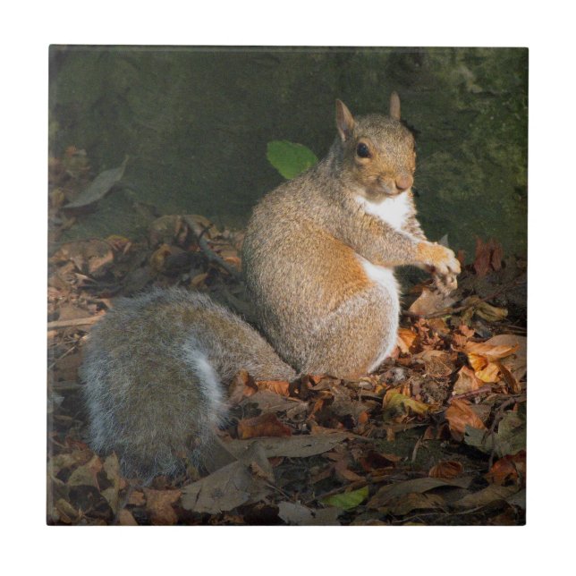 Grey Squirrel 03 Ceramic Tile (Front)