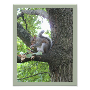 Grey Squirrel and nut Photo Print
