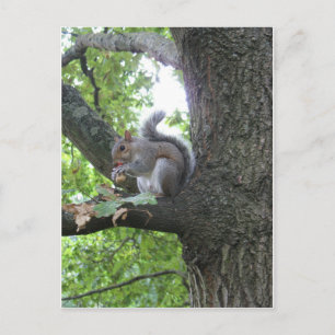 Grey Squirrel and nut Postcard