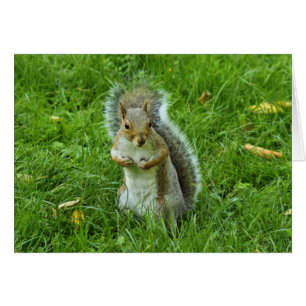 Grey Squirrel, Bute Park, Cardiff