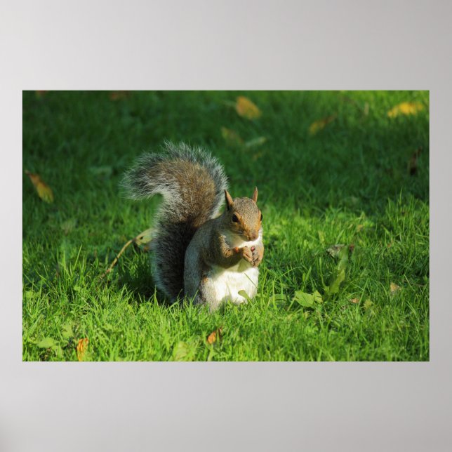 Grey Squirrel, Bute Park, Cardiff Poster (Front)