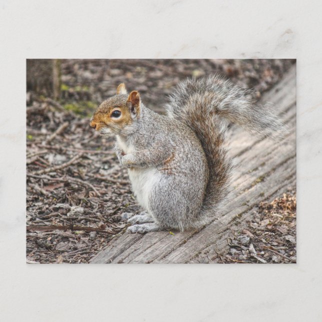 Grey Squirrel Bute Park, Cardiff, Wales. Postcard (Front)