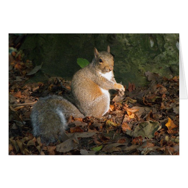 Grey Squirrel - Bute Park, Cardiff, Wales, UK (Front Horizontal)