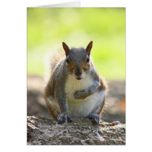 Grey Squirrel - Bute Park, Cardiff, Wales, UK