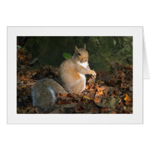 Grey Squirrel - Bute Park, Cardiff, Wales, UK