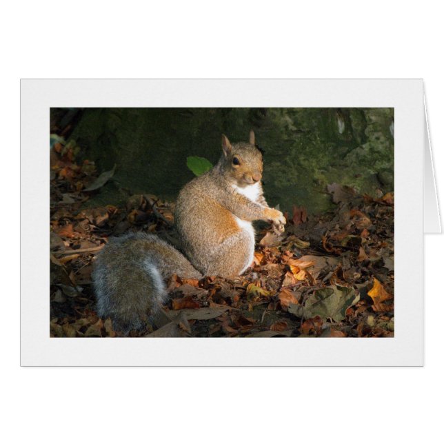 Grey Squirrel - Bute Park, Cardiff, Wales, UK (Front Horizontal)