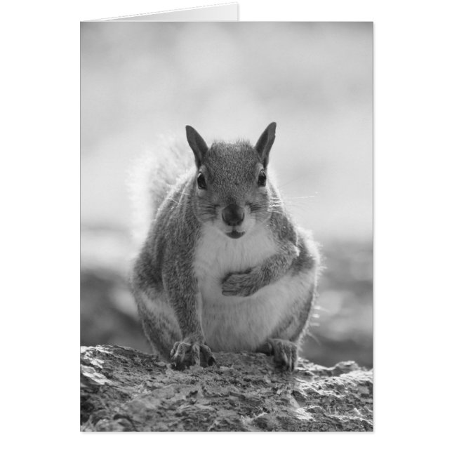 Grey Squirrel - Bute Park, Cardiff, Wales, UK (Front)