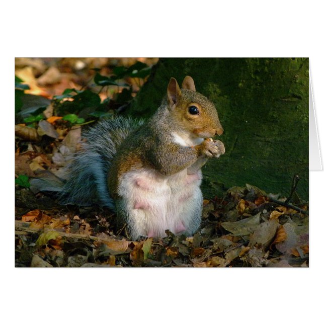 Grey Squirrel - Bute Park, Cardiff, Wales, UK (Front Horizontal)