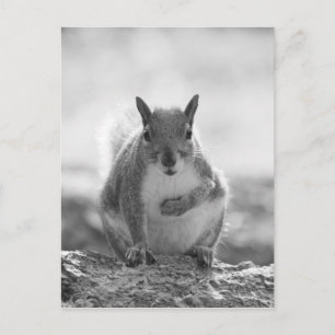 Grey Squirrel - Bute Park, Cardiff, Wales, UK Postcard