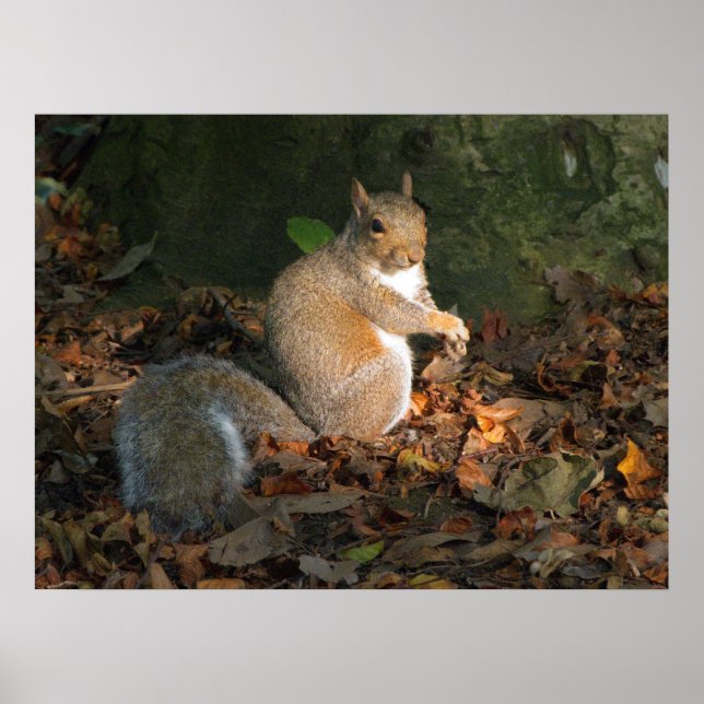 Grey Squirrel - Bute Park, Cardiff, Wales, UK Poster (Front)