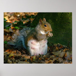 Grey Squirrel - Bute Park, Cardiff, Wales, UK Poster