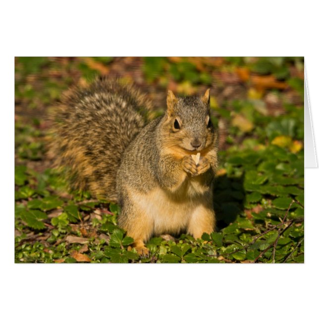 Grey Squirrel, eating, peanut, Crystal Springs (Front Horizontal)
