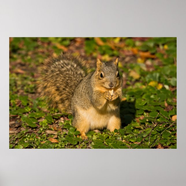 Grey Squirrel, eating, peanut, Crystal Springs 1 Poster (Front)