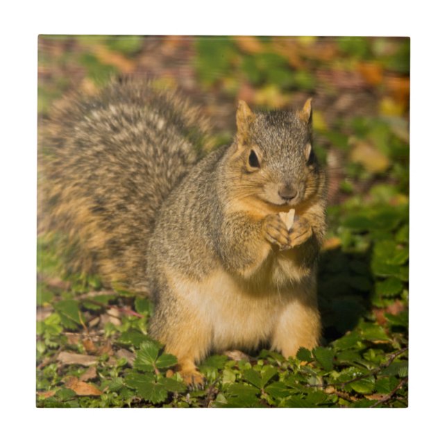 Grey Squirrel, eating, peanut, Crystal Springs Ceramic Tile (Front)