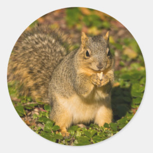 Grey Squirrel, eating, peanut, Crystal Springs Classic Round Sticker