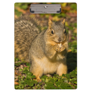 Grey Squirrel, eating, peanut, Crystal Springs Clipboard