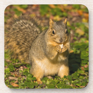 Grey Squirrel, eating, peanut, Crystal Springs Coaster