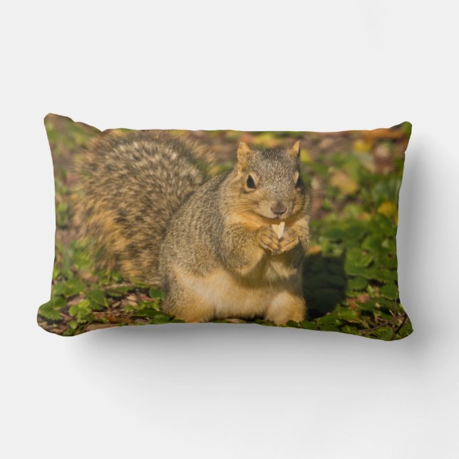 Grey Squirrel, eating, peanut, Crystal Springs Lumbar Cushion (Front)